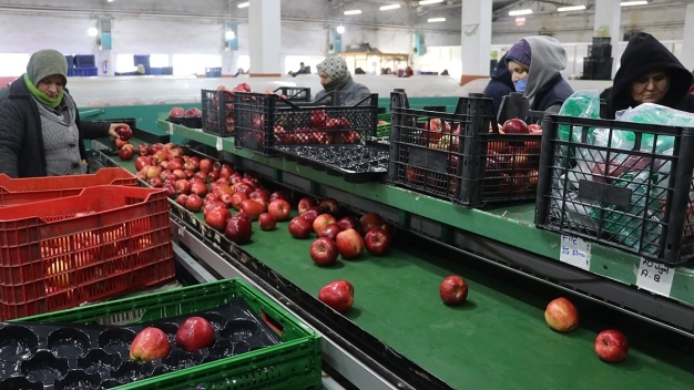 Türkiye'den 80 ülkeye 180 milyon dolarlık elma ihracatı