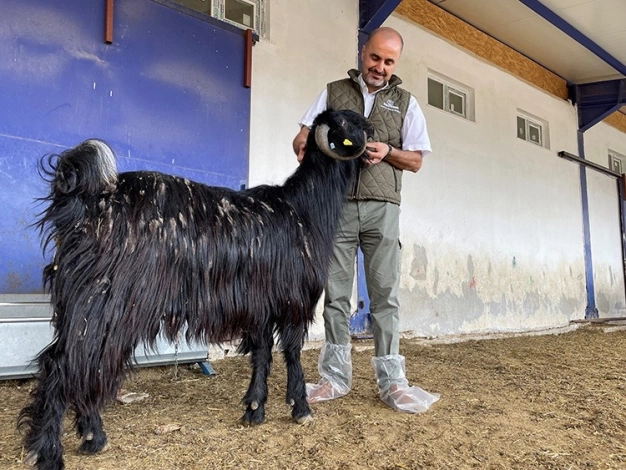 Hayvancılıkta üretim kalitesi 'Hayvan Refahı' uygulamaları ile artacak